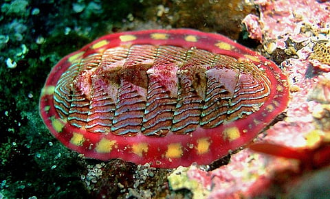 Global warming: Mollusc species collapsing in eastern Mediterranean, finds study