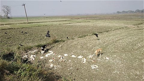 बर्ड फ्लू: बिहार में खेतों में मिली मरी हुई मुर्गियों, लोगों में दहशत