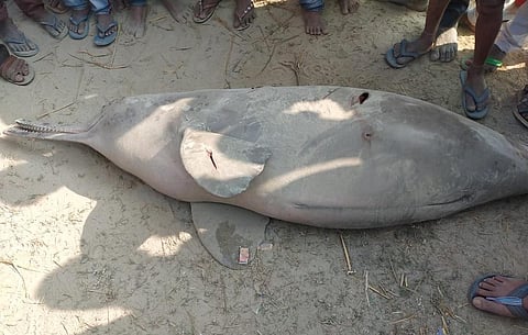 प्रतापगढ़ में लोगों द्वारा मारी गई गंगा डाल्फिन। फोटो: गौरव गुलमोहर
