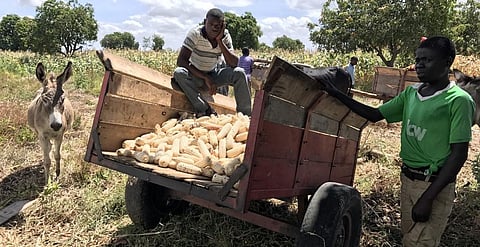 The analysis has suggested that the administration should provide information about prices of maize, Malawi's principal crop, as a way to tackle the crisis. Photo: Wikimedia Commons