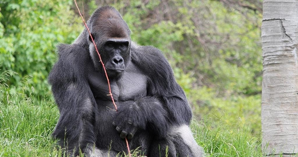 Eight Western Lowland Gorillas at US safari park down with COVID-19