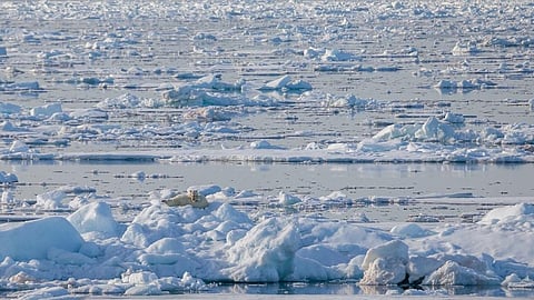What can a bucket of water tell us about Arctic marine life? A lot, says a new study