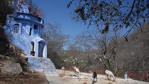 The shrine located in the Mangar Bani sacred grove in the forest corridor between Delhi and Haryana. Photo: Ghazala Shahabuddin
