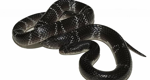 The Romulus' Krait that was discovered by scientists in Karnataka. Photo: Gerard Martin