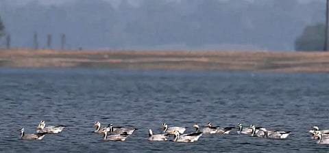 Migratory birds in the Nagi-Nakti Sanctuary in Jamui district of Bihar. Photo: CK Manoj