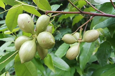 Picture :Mark Arcebal K. Naive, Fruits of Artabotrys chitkokoi. 