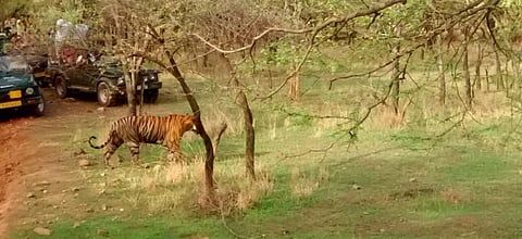 'Pacman', a male tiger of Ranthambhore Tiger Reserve in Rajasthan, surrounded by tourist vehicles. Photo: Chaitanya Chandan / CSE