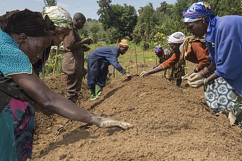 Higher quality seeds can help beat Africa’s ‘hunger pandemic’