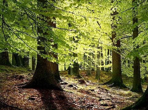 New NASA model to help assess change in carbon concentrations from forests 