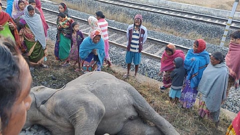 Goods train driver booked after two female elephants mowed down in Odisha