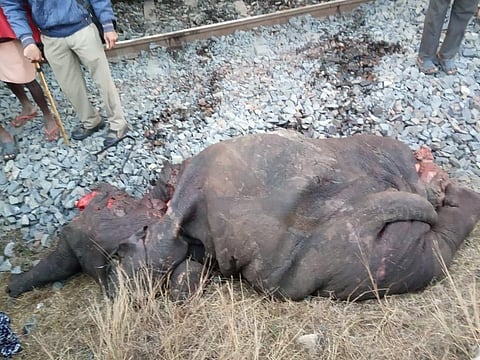 Two forest officials suspended for deaths of elephants in train accident