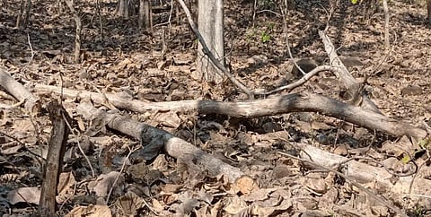 Villagers allege illegal tree felling in Melghat; forest dept denies claims   