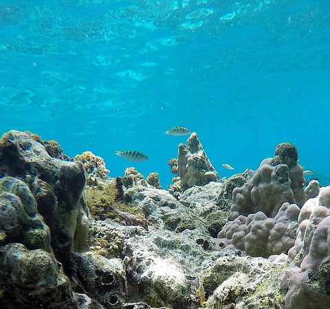 Under the moonlight: A little light and shade helps larval fish to grow at night