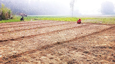 खाद्य सुरक्षा के लिए खतरा है मिट्टी की घटती गुणवत्ता