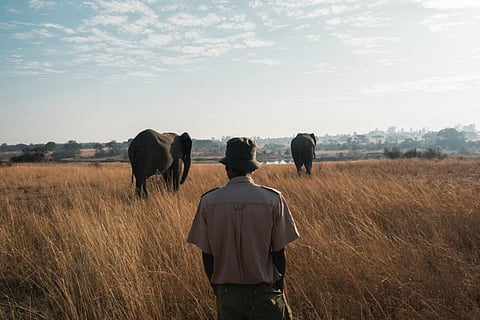 Work can be a violent experience for Zimbabwe’s forest rangers