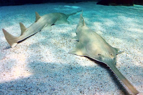 Photo : Wikimedia Commons, Sawfish