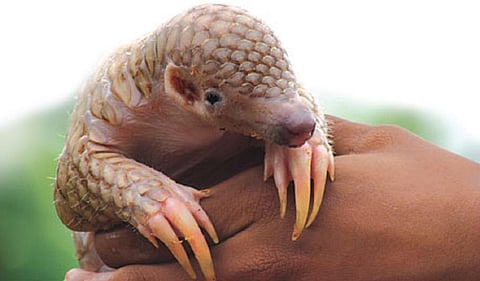 Pangolins in Cameroon are on the verge of extinction 