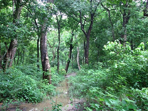 Bihar forest dept officials on toes after tigress kills 3 