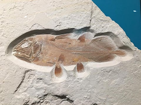 Palaeontologist discovers ancient, enormous Caelocanth species by accident
