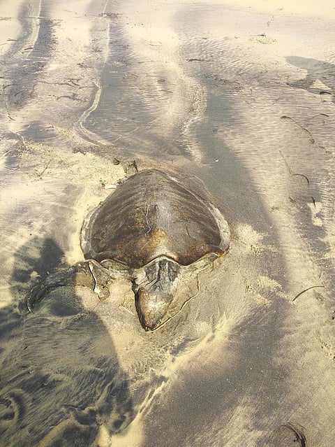 DTE impact: Orissa High Court notices to officials on death of Olive Ridley turtles