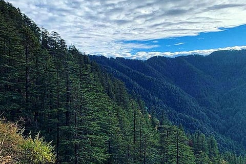 जंगलों में बीजों के उत्पादन में बदलाव का कारण बना जलवायु परिवर्तन