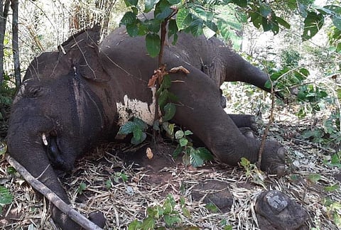Who to blame for haemorrhagic septicemia in elephants? Odisha suspends a livestock inspector