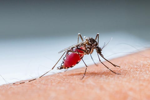 El Salvador becomes first central American country to be declared malaria-free