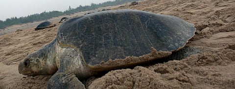 DTE impact: Orissa High Court forms panel to study Olive Ridley conservation after 800 die