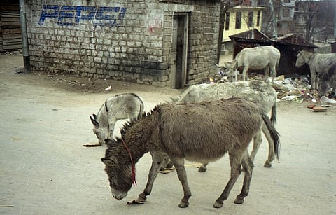 Sharp decline in India’s donkey population might be due to Chinese demand: Brooke Hospital for Animals