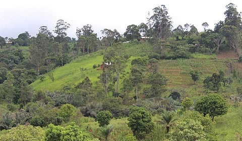 World wildlife day: Cameroon's rich biodiversity face innumerable threats 