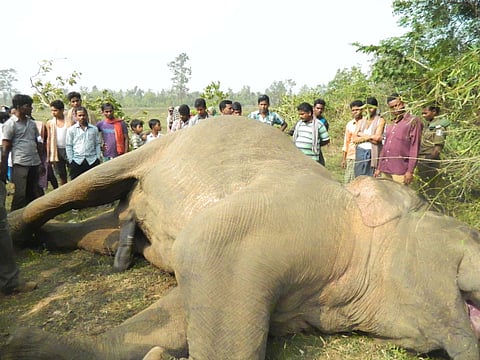 Forest officer suspended in Odisha’s Sambalpur over death of 6 elephants 