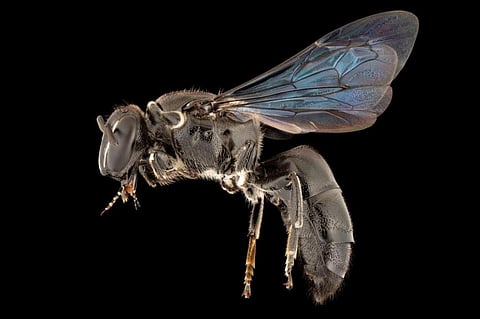 The recently rediscovered Pharohylaeus lactiferus, a rare Australian bee. Photo:  James Dorey / Flinders University
