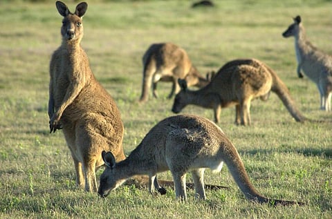 Nike and Adidas are using kangaroo skin to make sneakers. Is that necessary?