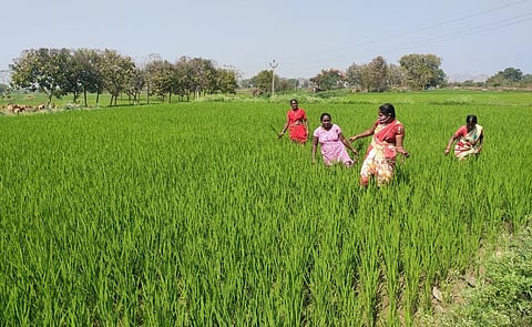 Women farmers working in the fields of Jagiripalli village in Telangana's Karimnagar district. Photo: Shagun Kapil 
