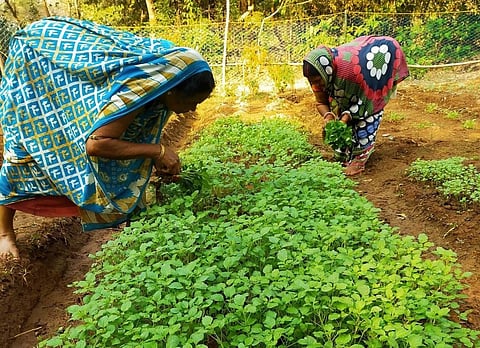 Nutrition in backyard gardens: Odisha’s tribal women show the way  