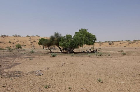 Desertification in India: How Green Revolution hastened the man-made soil degradation 