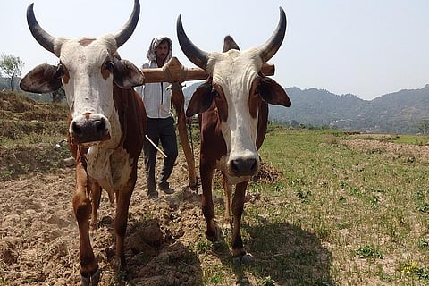 प्रतीकात्मक तस्वीर