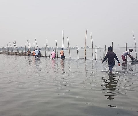 Over 15,000 hectares under illegal prawn enclosures: Chilika Development Authority