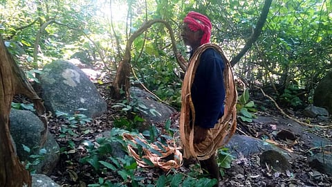 Mankirdia of Durdura village collecting siali fibre. Their livelihoods have been affected by fire in Similipal. Photo: Hemanta Kumar Sahoo
