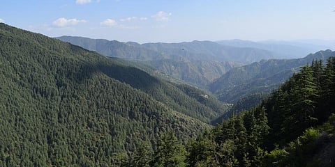 A forest in Himachal Pradesh. Photo: Wikimedia Commons