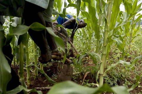 Why maize is causing trade tensions between Kenya and its neighbours