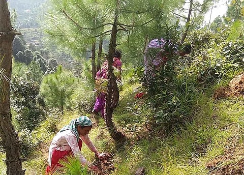 How carbon sinks can help India become a ‘net zero’ country
