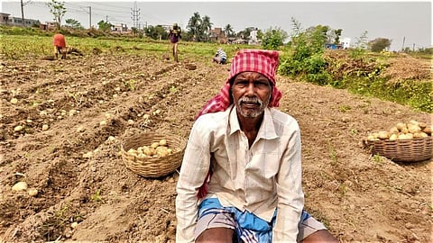 Jayant Soren, 60, a potato cultivator in Hooghly district, said they have spent over Rs 30,000 per bigha on this year's production. Photo: Gurvinder Singh