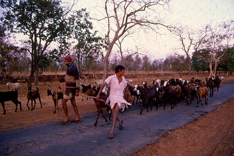 खराब वैक्सीन से पशुपालकों की आय को बड़ा झटका, मुआवजे की नीति नहीं
