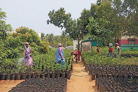 A nursery inside the Naluvedapathy village panchayat union office, created from MGNREGA funds  (Photograph: Aishwarya Govindarajan)