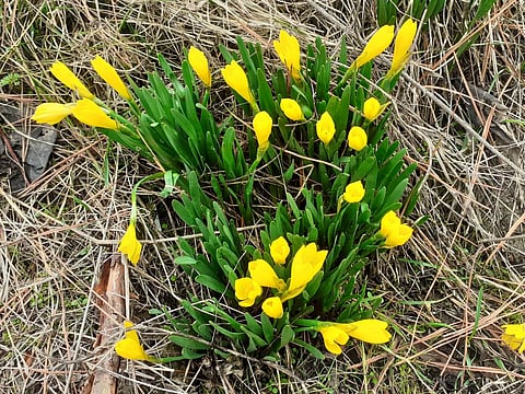 The gul-tour, a spring-flowering herb, bloomed in February this year instead of March, when it usually appears. Photo: Anzar Khuroo