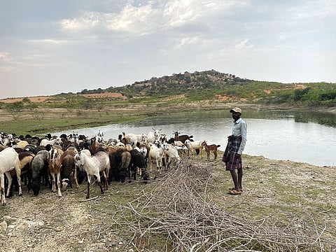 For Tippeswamy of Ramadurga village in Karnataka’s Chitradurga district, ponds like these are necessary to rear cattle (Photographs: Tamanna Naseer; Adithyan PC)