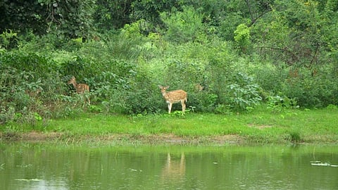 Deer at Van Vihar National Park in Bhopal. Photo: Wikipedia