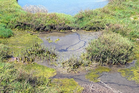 Photo : Wikimedia Commons, Freshwater wetlands