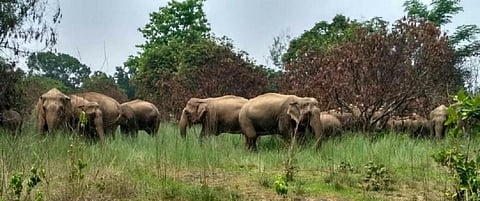 Odisha forest officials use recorded tiger growls to keep elephants away from villages